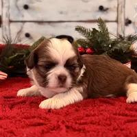 Odie, a male Shih Tzu for sale in Kentwood, LA – Photo 6 of 6