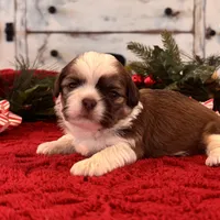 Odie, a male Shih Tzu for sale in Kentwood, LA – Photo 2 of 6