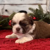 Odie, a male Shih Tzu for sale in Kentwood, LA – Photo 1 of 6