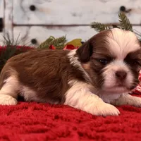 Odie, a male Shih Tzu for sale in Kentwood, LA – Photo 4 of 6