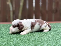 Milo , a male Cockapoo for sale in Kentwood, LA – 9 of 9