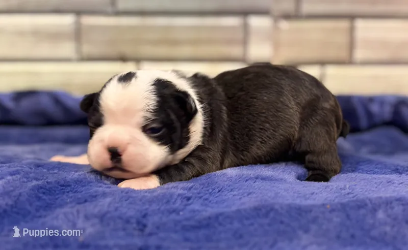 Max  – Boston Terrier puppy for sale in Kentwood, LA