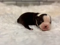 Bella, a female Boston Terrier for sale in Kentwood, LA – 2 of 5
