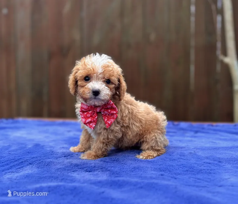 Sammy  – Poodle - Toy  puppy for sale in Kentwood, LA
