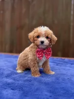 Sammy , a male Poodle - Toy  for sale in Kentwood, LA – Photo 3 of 6