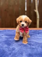 Sammy , a male Poodle - Toy  for sale in Kentwood, LA – Photo 2 of 6