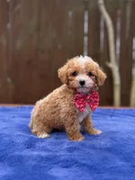 Sammy , a male Poodle - Toy  for sale in Kentwood, LA – Photo 5 of 6
