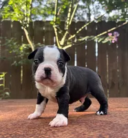 Max , a male Boston Terrier for sale in Kentwood, LA – 2 of 4