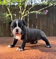 Bruno , a male Boston Terrier for sale in Kentwood, LA – 6 of 6