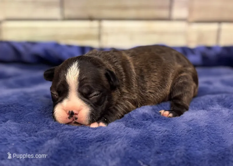 Bruno  – Boston Terrier puppy for sale in Kentwood, LA