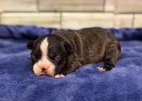 Bruno , a male Boston Terrier for sale in Kentwood, LA – 1 of 2