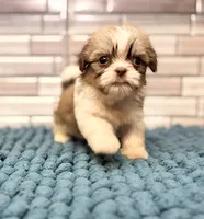 Suku, a female Shih Tzu for sale in Kentwood, LA – 2 of 2