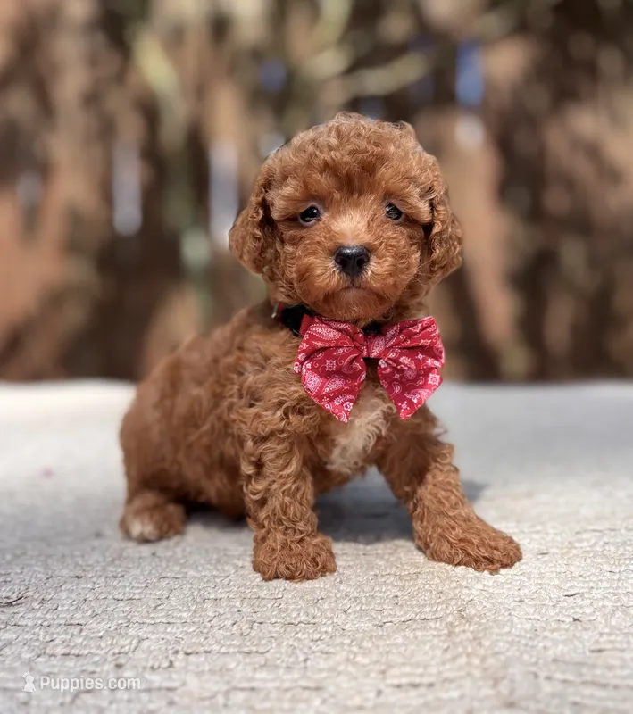 Bentley  – Poodle - Toy  puppy on hold in Kentwood, LA
