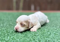 Chloe, a female Cockapoo for sale in Kentwood, LA – 1 of 4