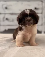 Jack, a male Shih Tzu for sale in Kentwood, LA – 2 of 6