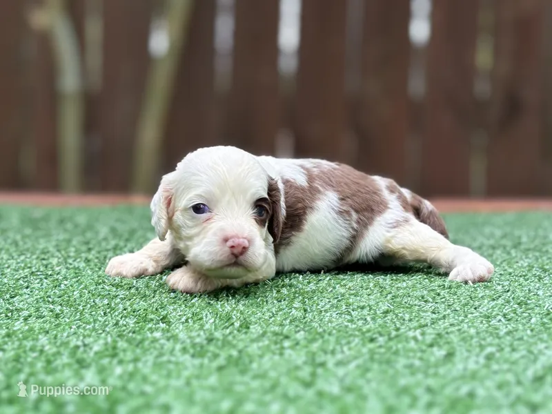 Milo  – Cockapoo puppy for sale in Kentwood, LA