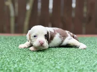 Milo , a male Cockapoo for sale in Kentwood, LA – 1 of 9