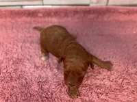 Maggie Mae, a female Maltipoo and Poodle - Toy  for sale in Kentwood, LA – Photo 3 of 3