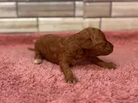 Maggie Mae, a female Maltipoo and Poodle - Toy  for sale in Kentwood, LA – Photo 2 of 3