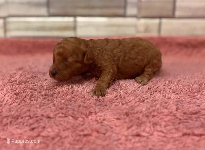 Maggie Mae – Maltipoo, Poodle - Toy  puppy for sale in Kentwood, LA