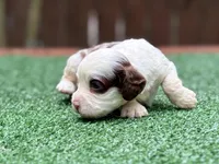 Milo , a male Cockapoo for sale in Kentwood, LA – 2 of 9