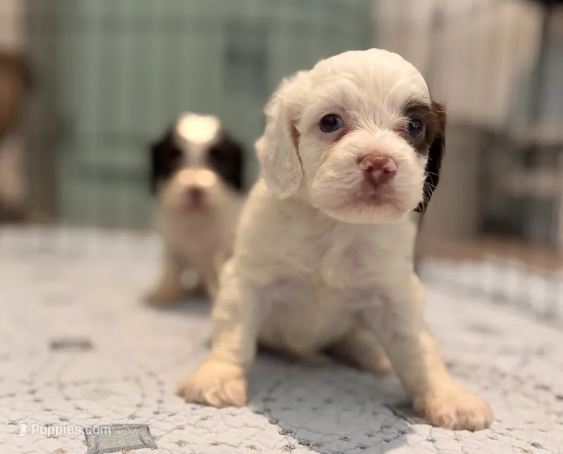 Gus – Cockapoo puppy for sale in Kentwood, LA