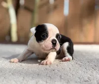 Odie , a male Boston Terrier for sale in Kentwood, LA – 2 of 6