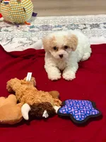 Teddy , a male Maltipoo for sale in Kentwood, LA – 7 of 7