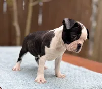 Baxster , a male Boston Terrier for sale in Kentwood, LA – Photo 2 of 9