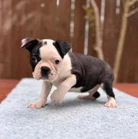 Baxster , a male Boston Terrier for sale in Kentwood, LA – Photo 9 of 9