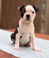 Baxster , a male Boston Terrier for sale in Kentwood, LA – Photo 3 of 9