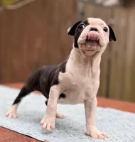 Baxster , a male Boston Terrier for sale in Kentwood, LA – Photo 6 of 9