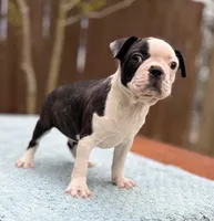 Baxster , a male Boston Terrier for sale in Kentwood, LA – Photo 1 of 9