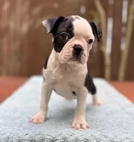 Baxster , a male Boston Terrier for sale in Kentwood, LA – Photo 8 of 9