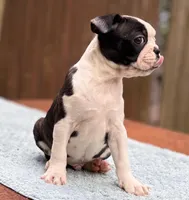 Baxster , a male Boston Terrier for sale in Kentwood, LA – Photo 5 of 9