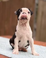 Baxster , a male Boston Terrier for sale in Kentwood, LA – Photo 4 of 9