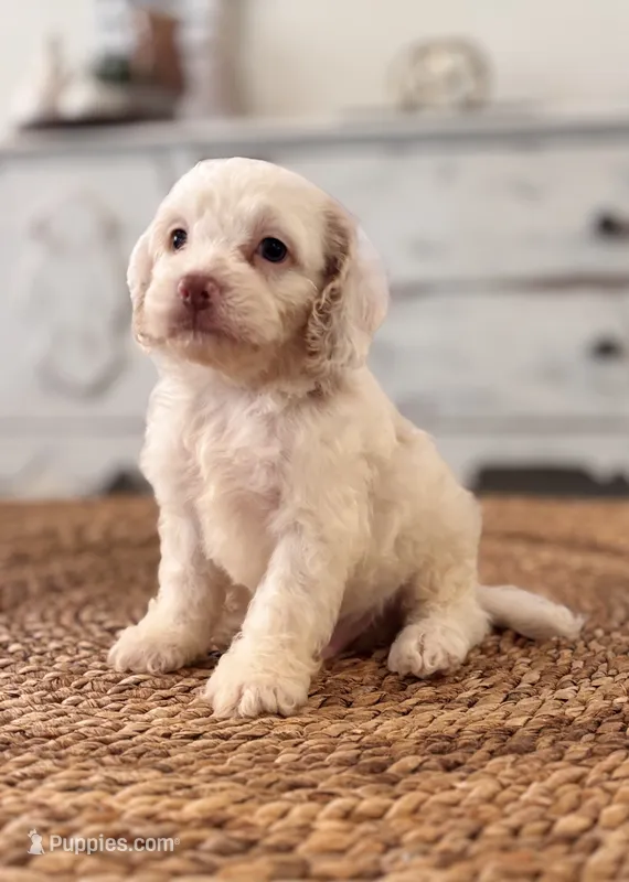 Butterbean  – Cockapoo puppy for sale in Kentwood, LA