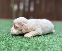 Chloe, a female Cockapoo for sale in Kentwood, LA – 4 of 4