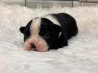 Piper , a female Boston Terrier for sale in Kentwood, LA – 2 of 3