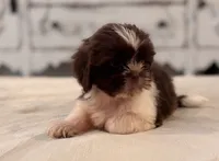 Jack, a male Shih Tzu for sale in Kentwood, LA – 4 of 6
