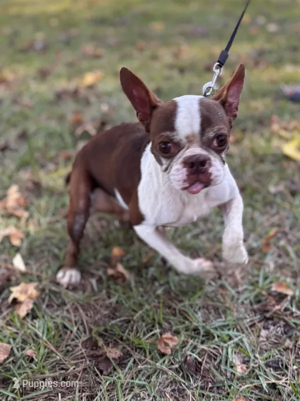 Brownie – Boston Terrier puppy for sale in Kentwood, LA