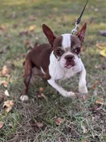 Brownie, a female Boston Terrier for sale in Kentwood, LA – 1 of 2