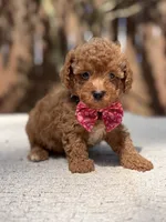Bentley , a male Poodle - Toy  for sale in Kentwood, LA – 2 of 5