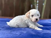 Jasper, a male Maltipoo for sale in Kentwood, LA – 3 of 3