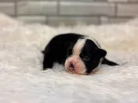 Piper , a female Boston Terrier for sale in Kentwood, LA – 3 of 3