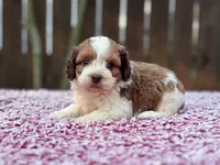 Charlie , a male Shihpoo for sale in Kentwood, LA – 2 of 4