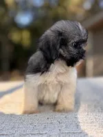 Peaches , a female Shih Tzu for sale in Kentwood, LA – 3 of 8