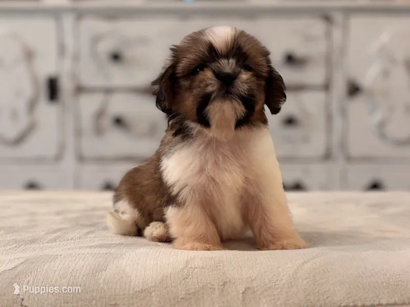 Sassy – Shih Tzu puppy for sale in Kentwood, LA
