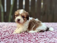 Jack, a male Shihpoo for sale in Kentwood, LA – 2 of 2