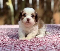 Mable , a female Shihpoo for sale in Kentwood, LA – 5 of 6